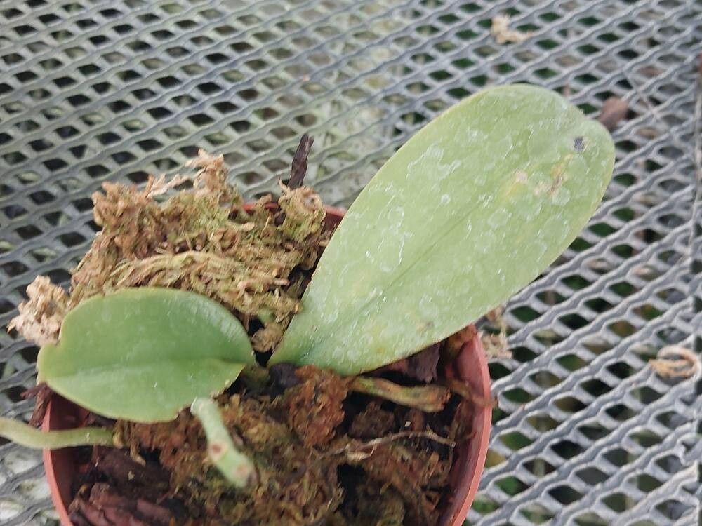 Phalaenopsis pallens — houseplant care guide