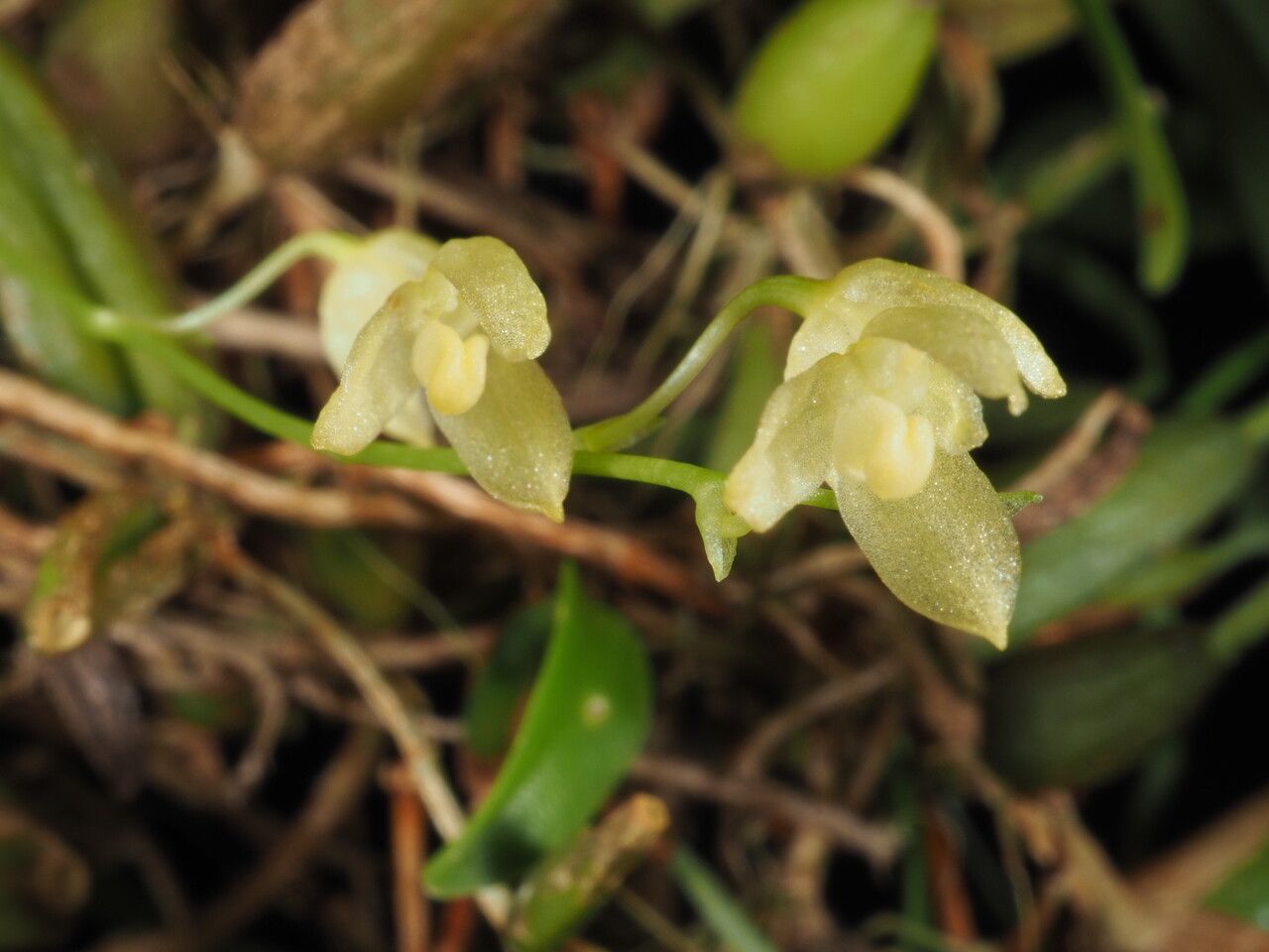 Bulbophyllum cylindrobulbum flower