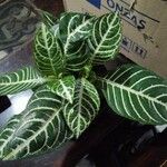 Aphelandra squarrosa