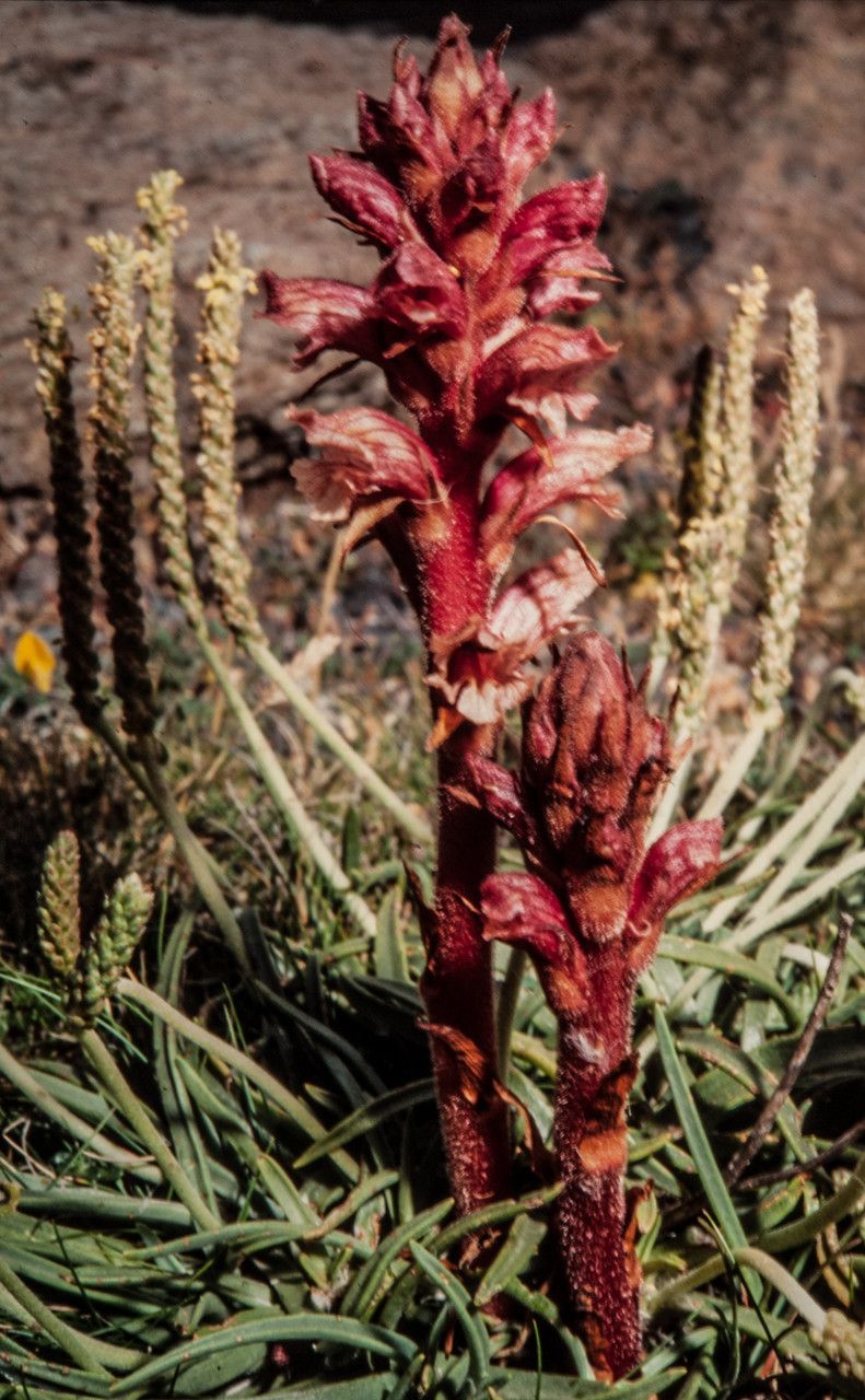 Orobanche alba flower
