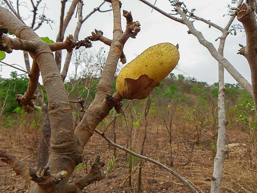 Gardenia erubescens fruit