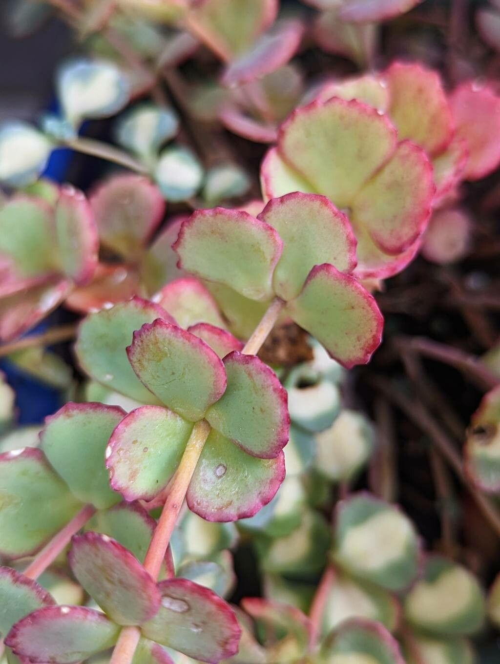 Sedum sieboldii — search result for 'Sedum'