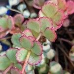 Sedum sieboldii