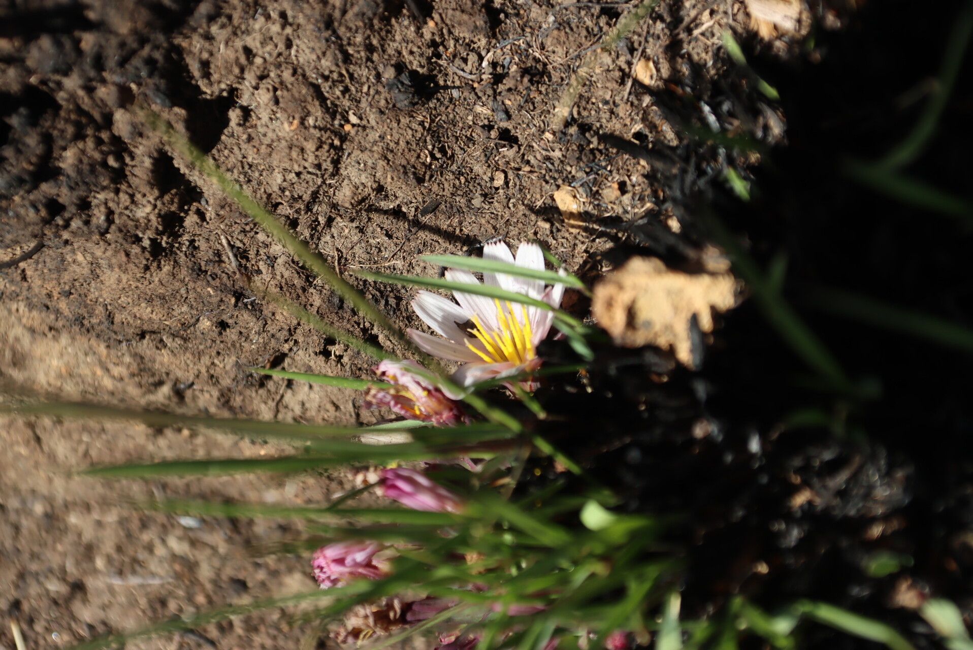 Lactuca lasiorhiza — houseplant care guide