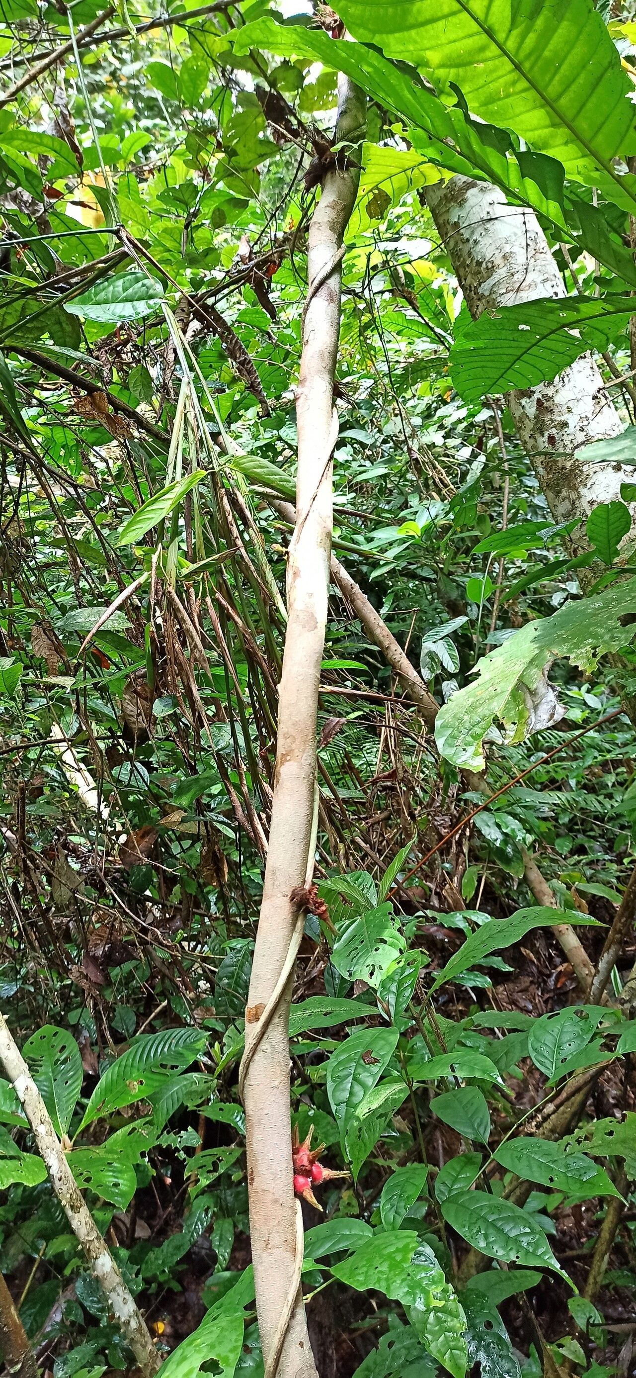 Sabicea speciosa habit