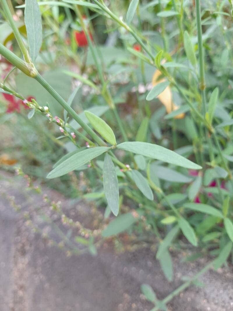 Polygonum bellardii leaf