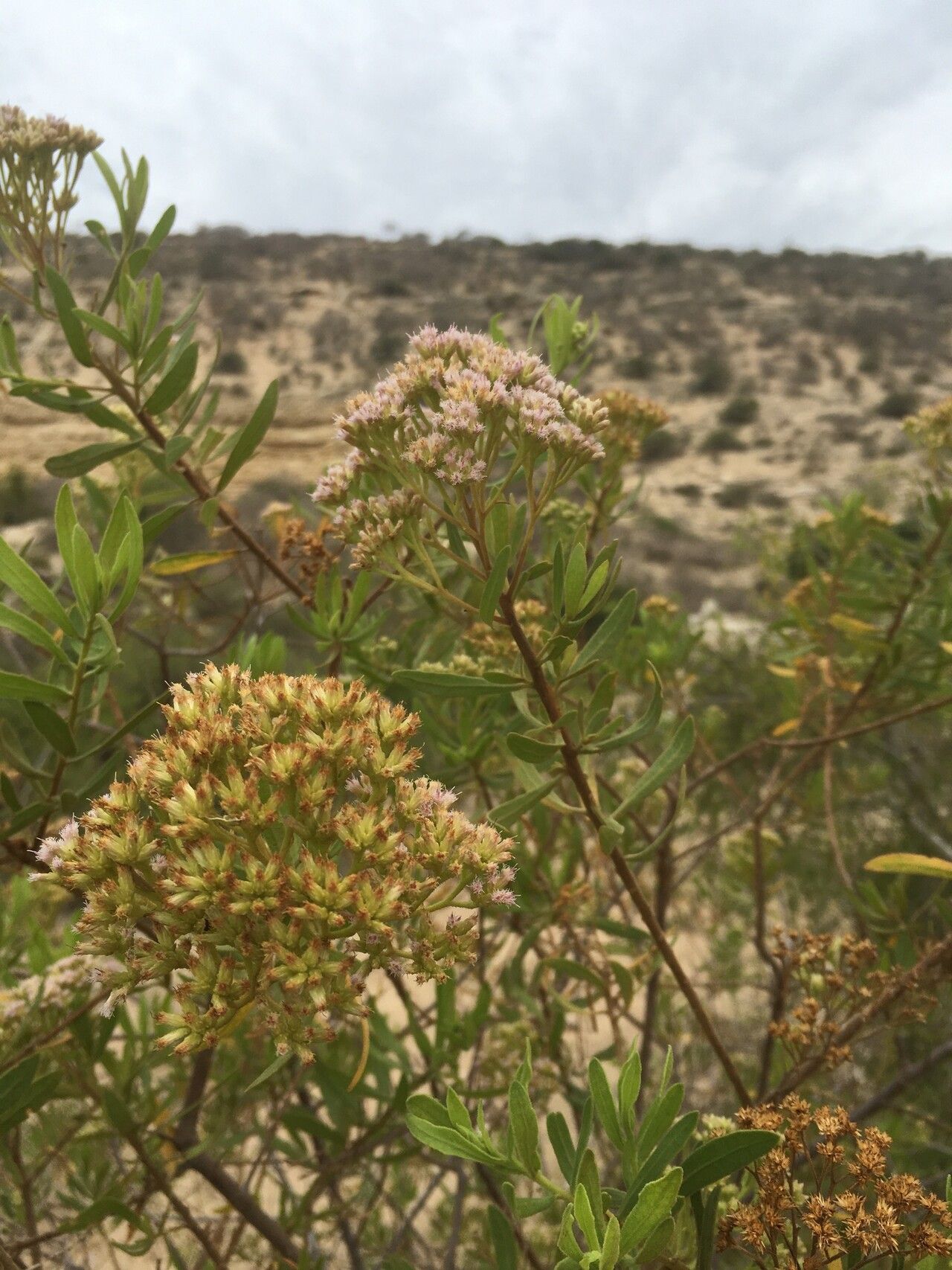 Pluchea grevei flower