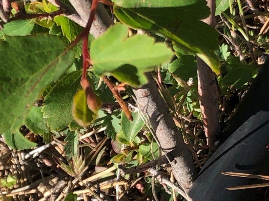 Spiraea hypericifolia leaf