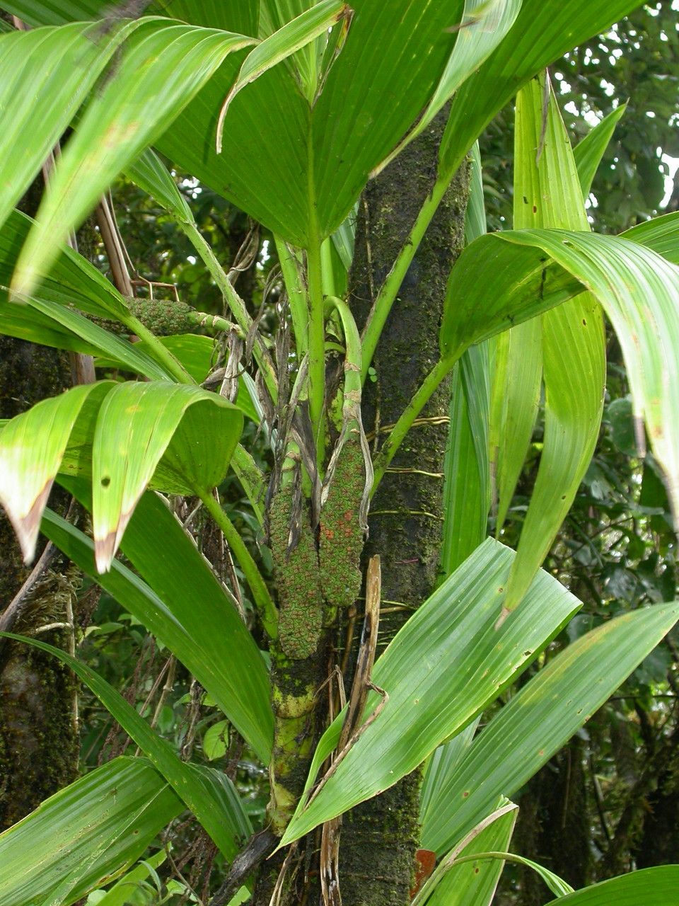 Asplundia rigida — houseplant care guide