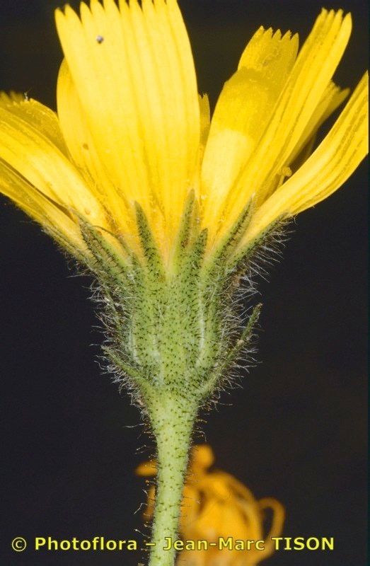 Hieracium pedemontanum flower