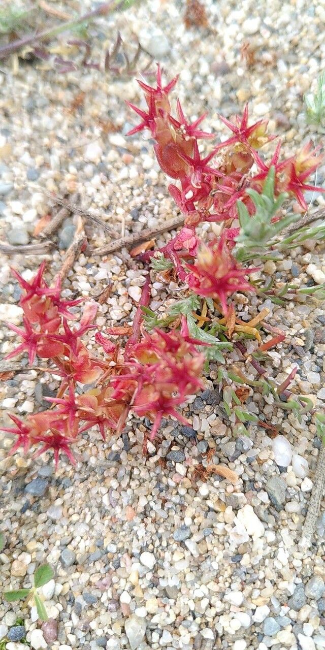 Sedum caespitosum flower