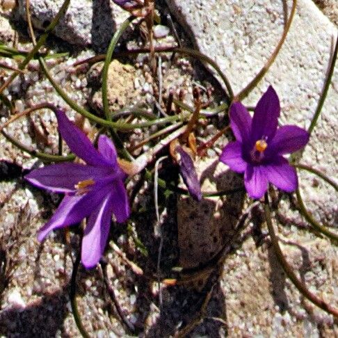 Romulea requienii flower