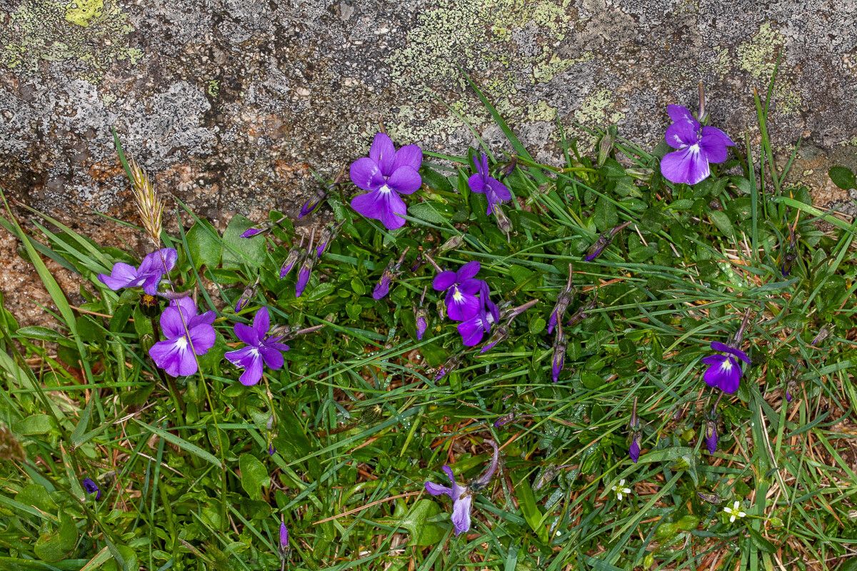 Viola corsica flower