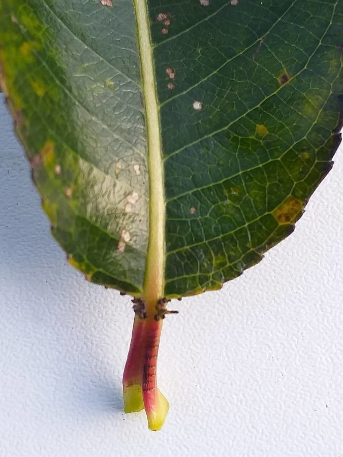 Salix × hermaphroditica leaf