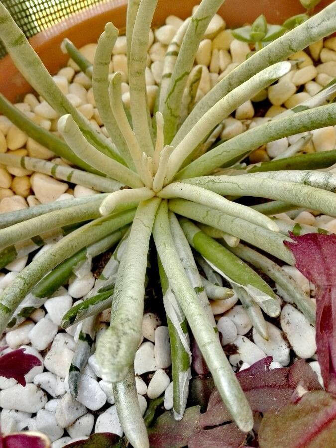 Lewisia rediviva leaf