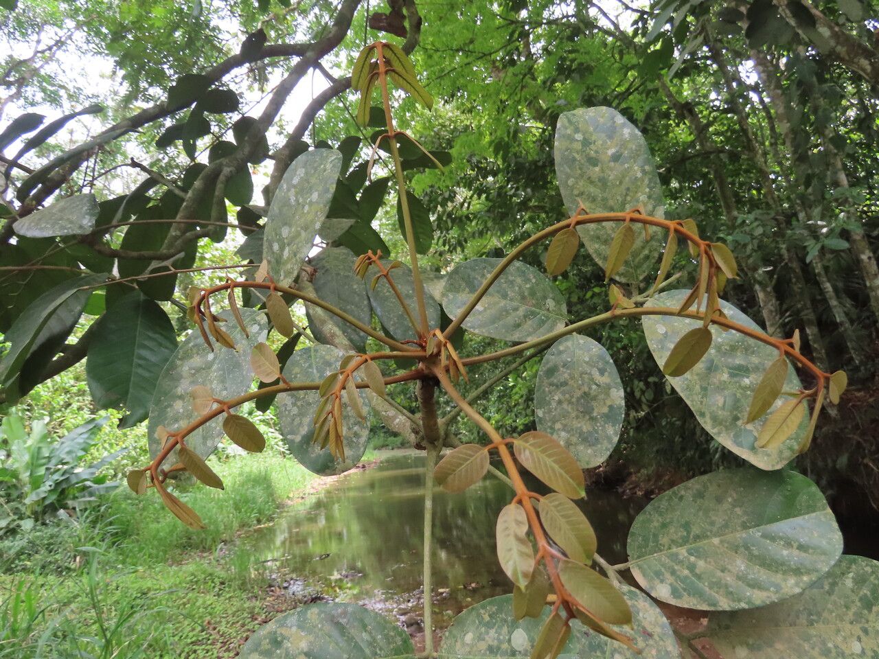 Carapa nicaraguensis — houseplant care guide