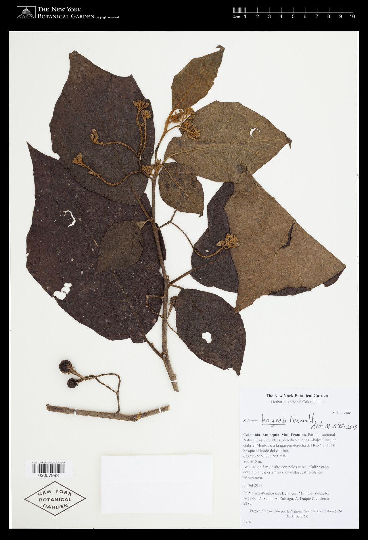 Solanum hayesii — houseplant care guide