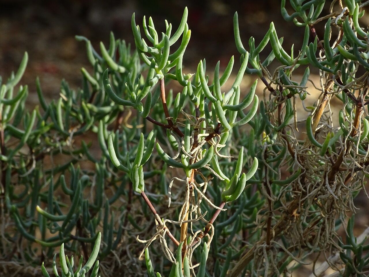 Lampranthus haworthii — houseplant care guide