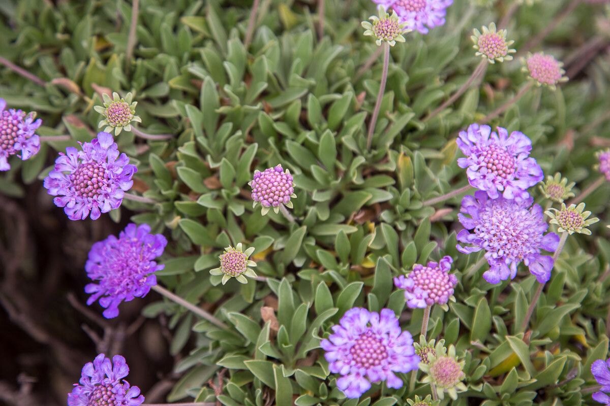 Lomelosia cretica flower