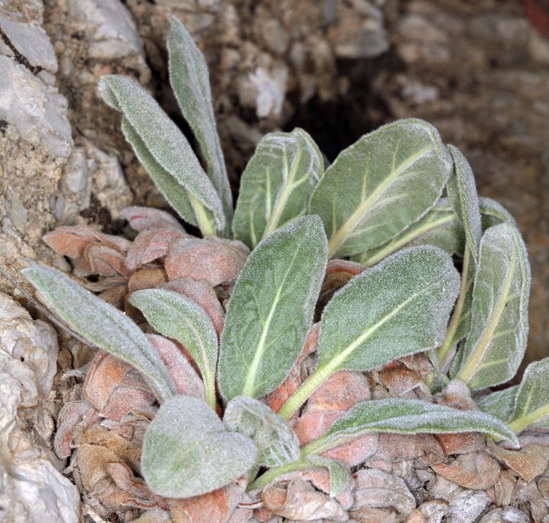 Eriogonum intrafractum — search result for 'Eriogonum'