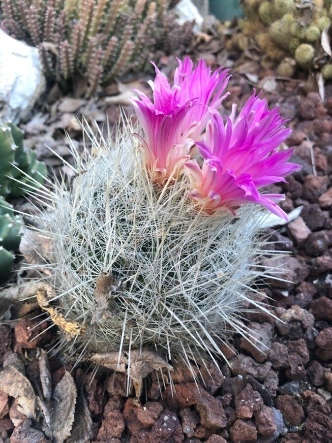 Cochemiea tetrancistra — houseplant care guide