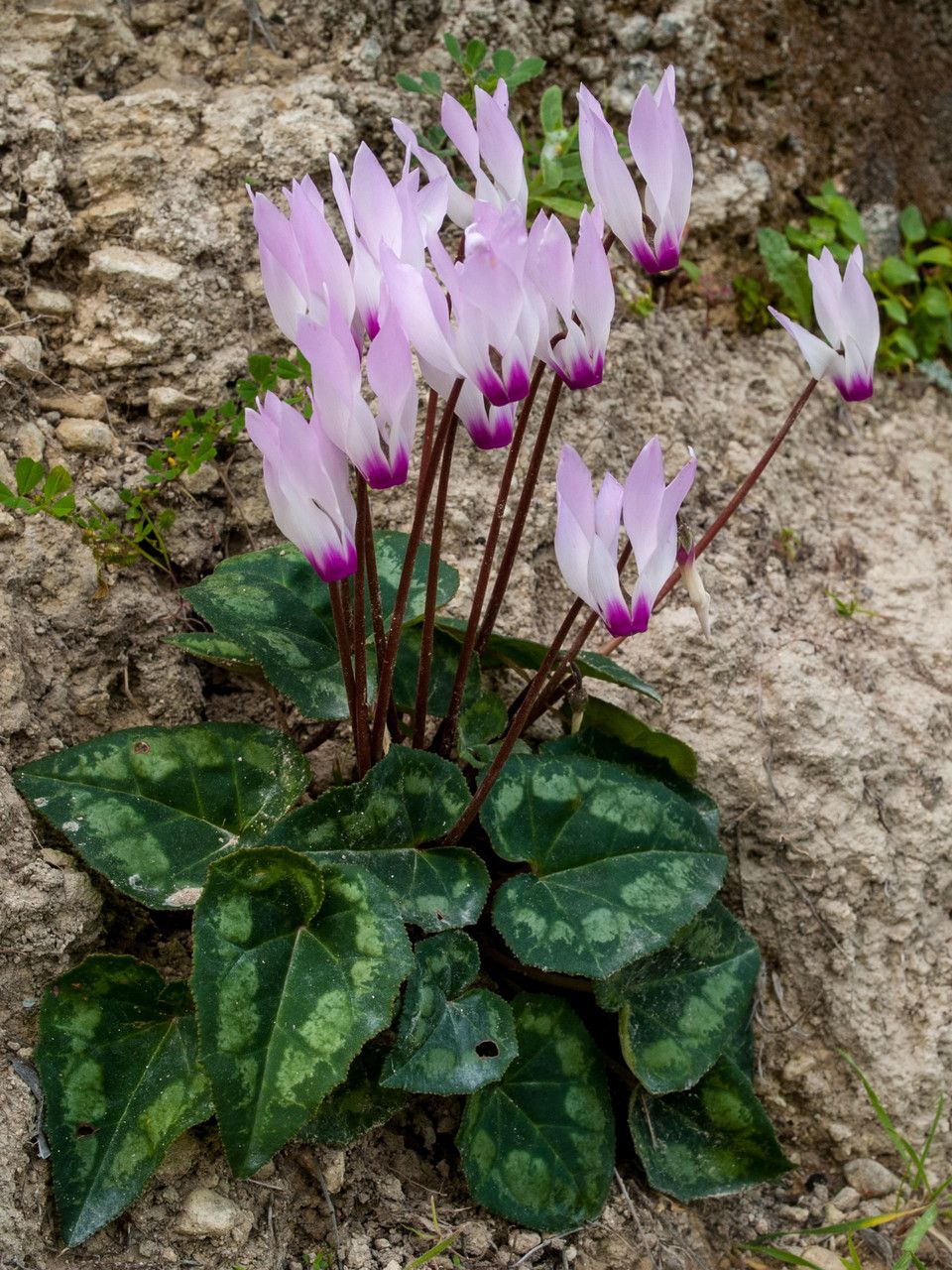 Cyclamen cyprium flower