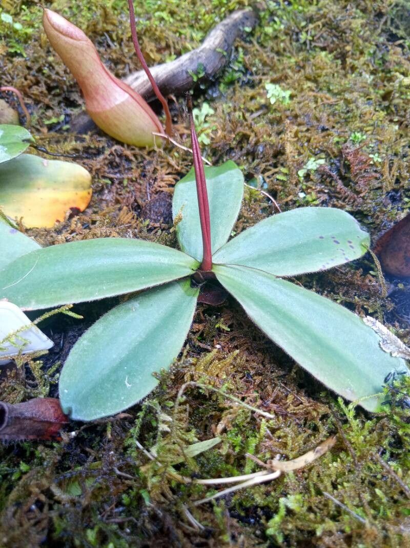 Nepenthes tobaica leaf