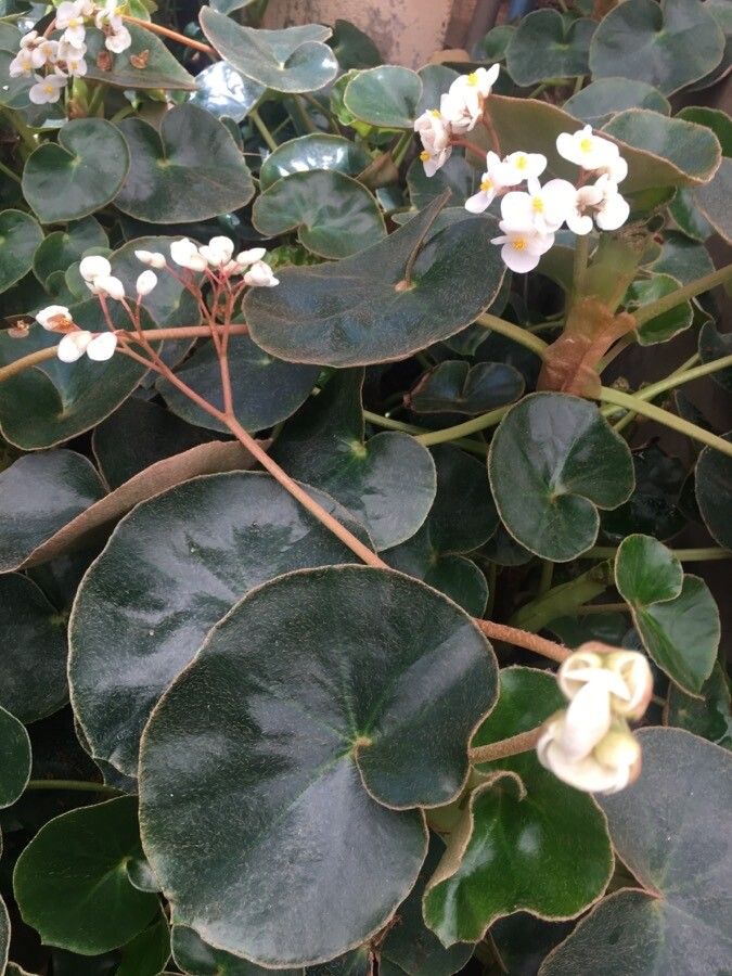 Begonia curtii flower