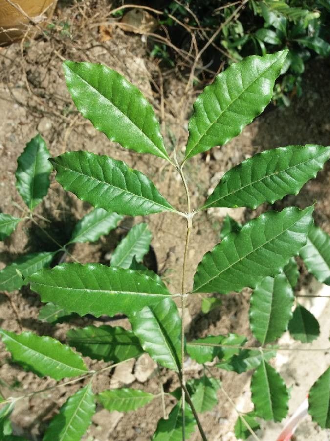 Olea paniculata leaf
