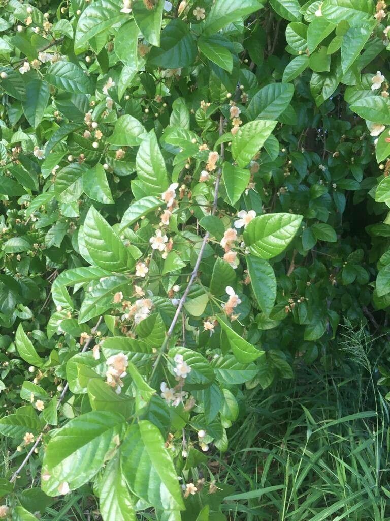 Campomanesia dichotoma — related species from the same genus
