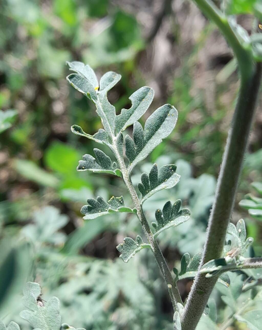 Descurainia erodiifolia — related species from the same genus