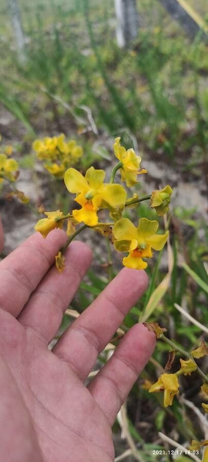 Cyrtopodium andersonii flower