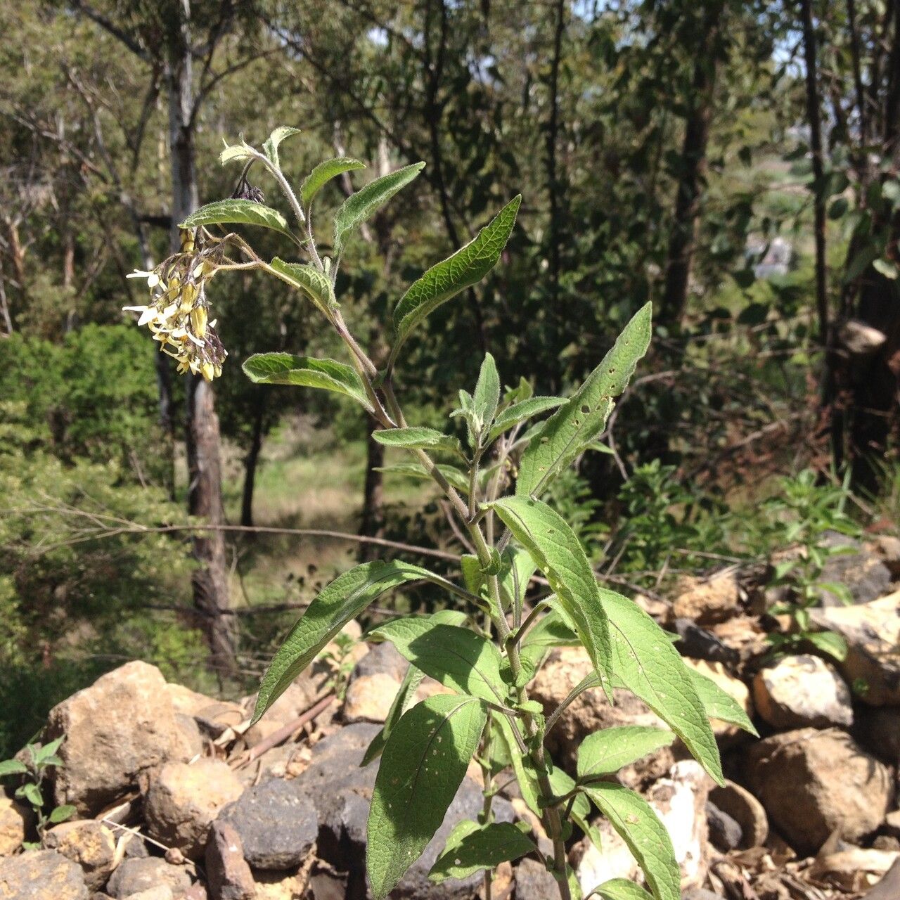 Solanum bulbocastanum habit