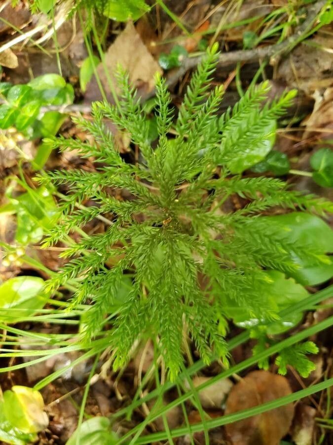 Dendrolycopodium dendroideum leaf