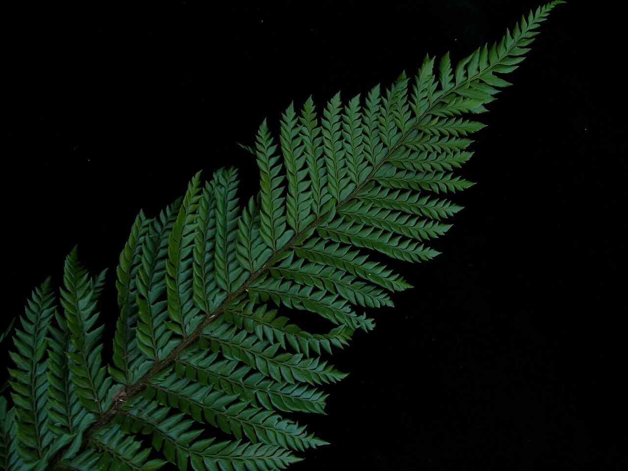 Polystichum squarrosum habit