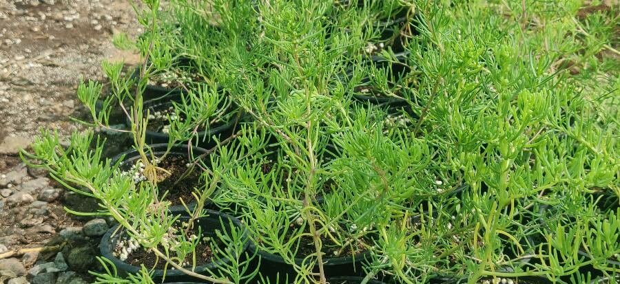 Suaeda aegyptiaca habit