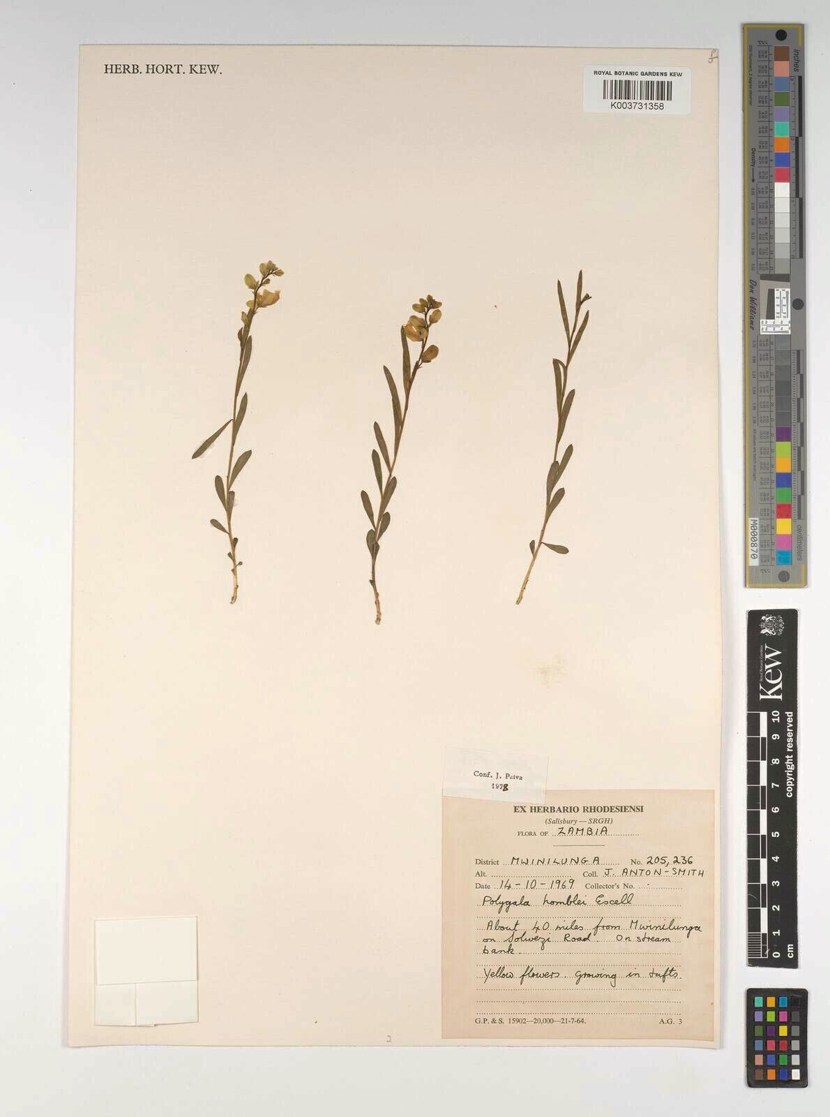 Polygala homblei — houseplant care guide