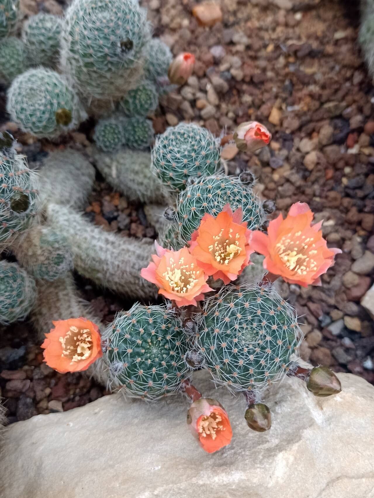 Aylostera deminuta habit