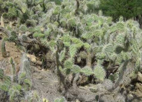 Opuntia caracassana habit