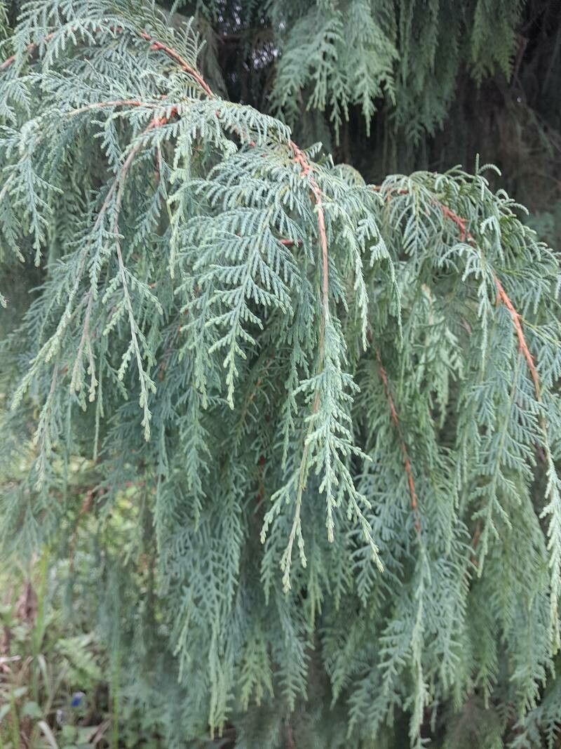 Juniperus recurva — search result for 'Juniperus'