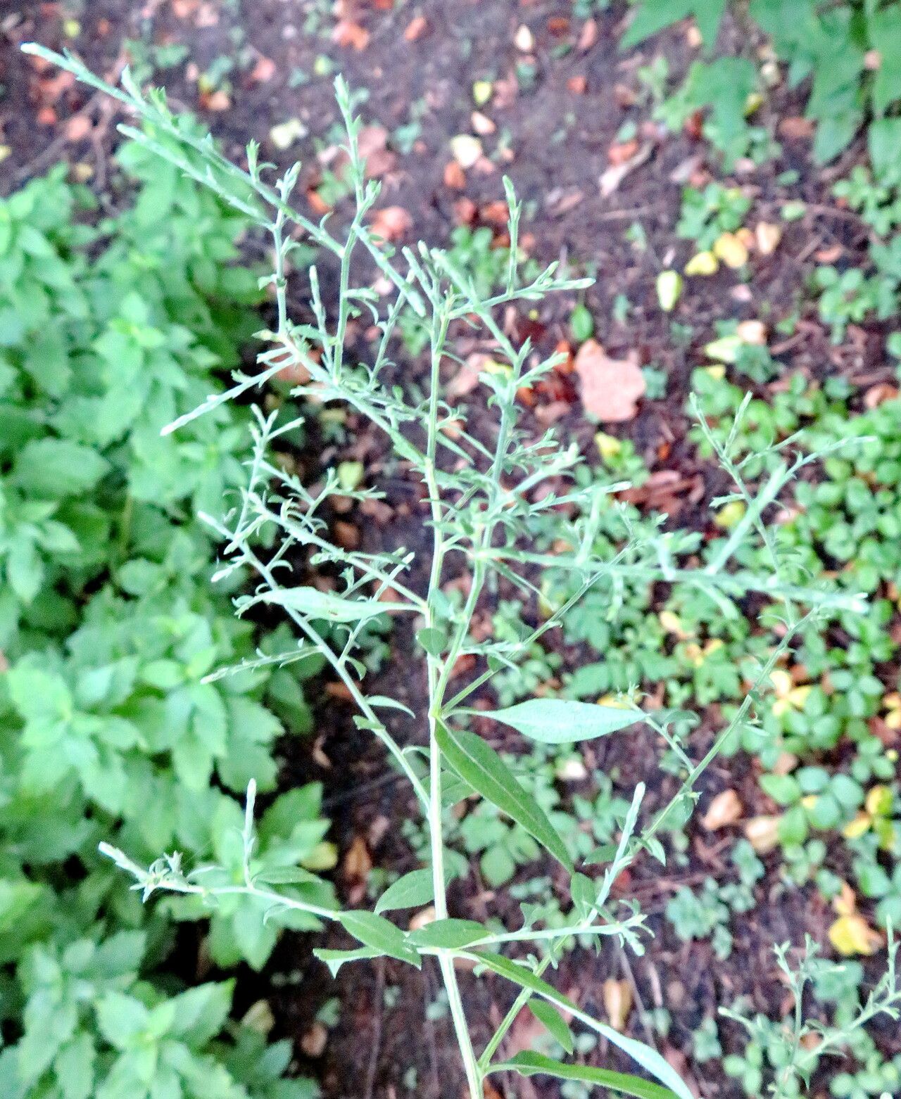 Aruncus sylvester leaf