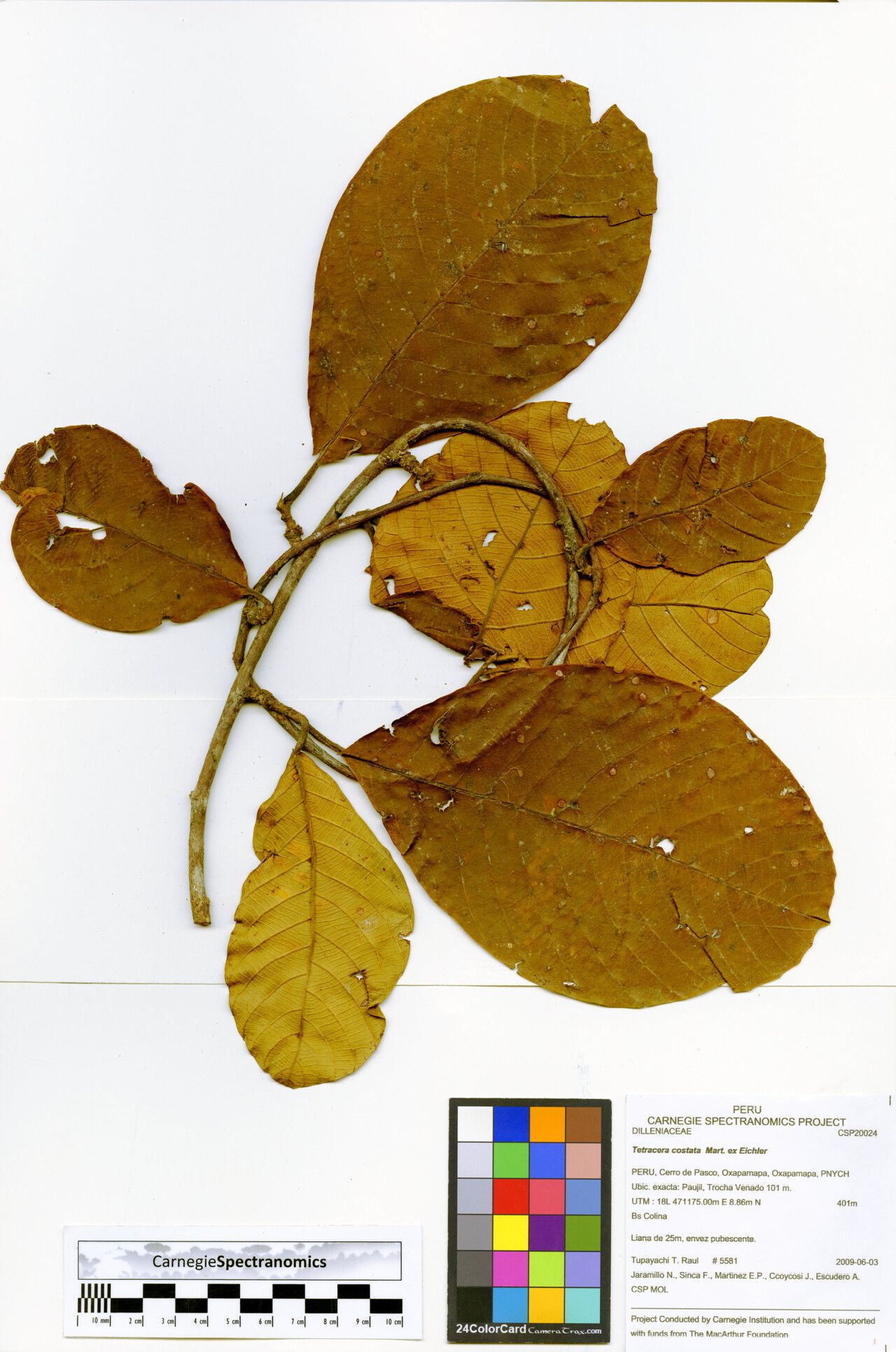 Tetracera costata — houseplant care guide