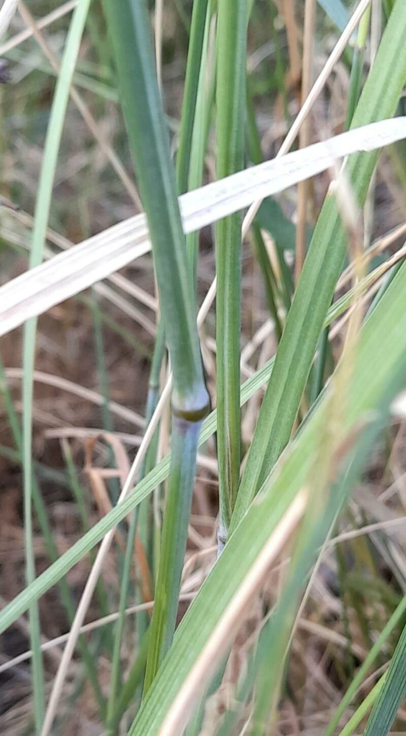 Thinopyrum elongatum bark