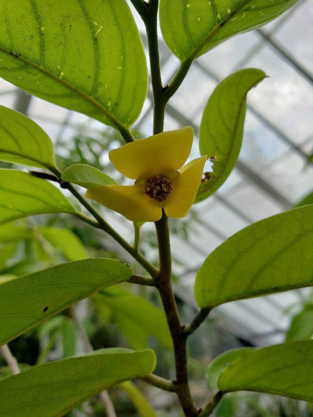Mitrephora wangii flower