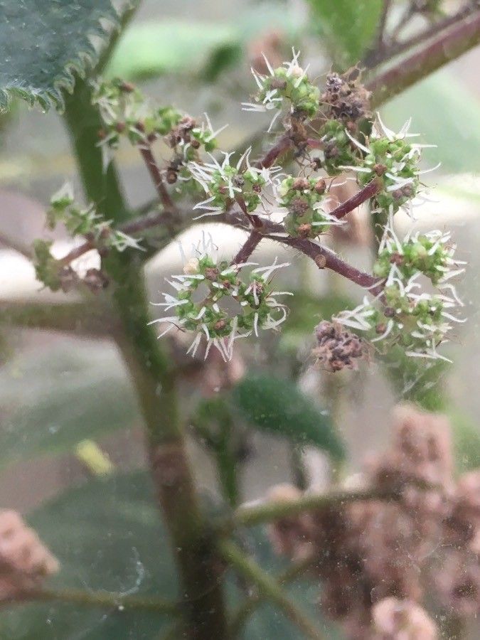 Dendrocnide moroidea flower