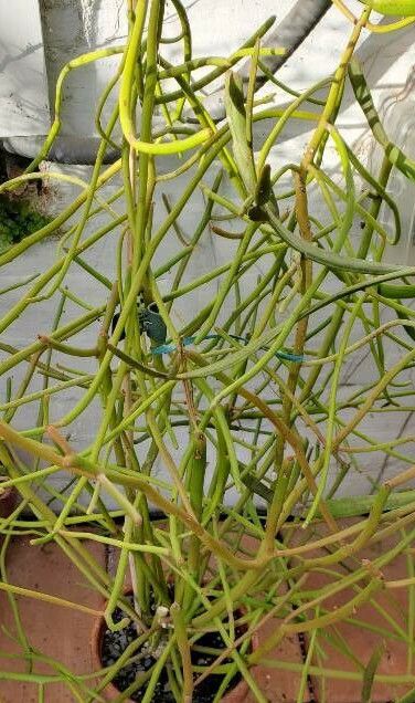 Euphorbia alluaudii habit