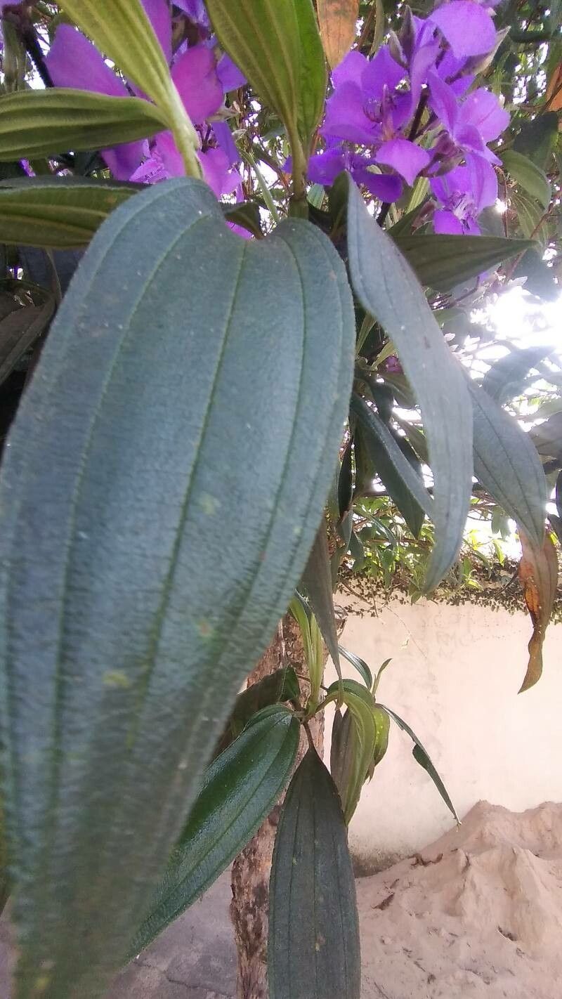 Tibouchina granulosa — search result for 'Melastomataceae'