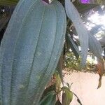 Tibouchina granulosa