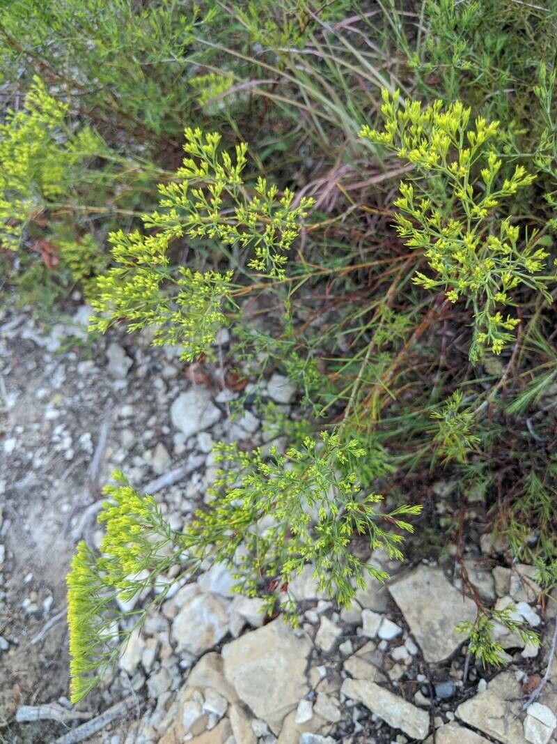 Paronychia virginica — houseplant care guide