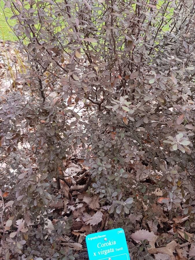 Corokia × virgata habit